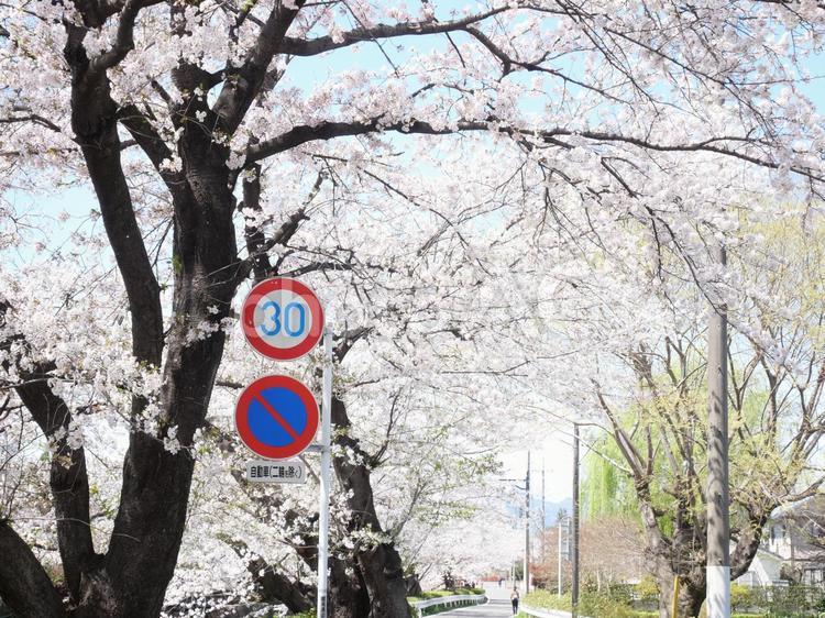 桜並木と標識 桜並木,春,標識の写真素材