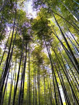 竹林02 縦 竹林,自然,竹の写真素材