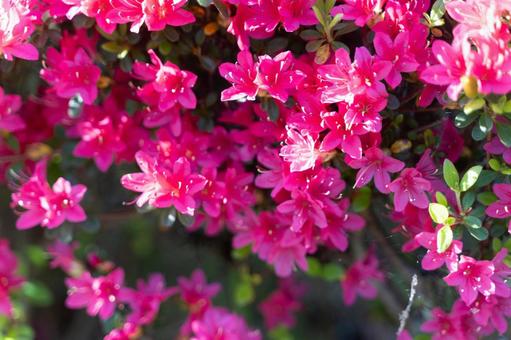 Vivid azalea flowers blooming in spring③, JPG