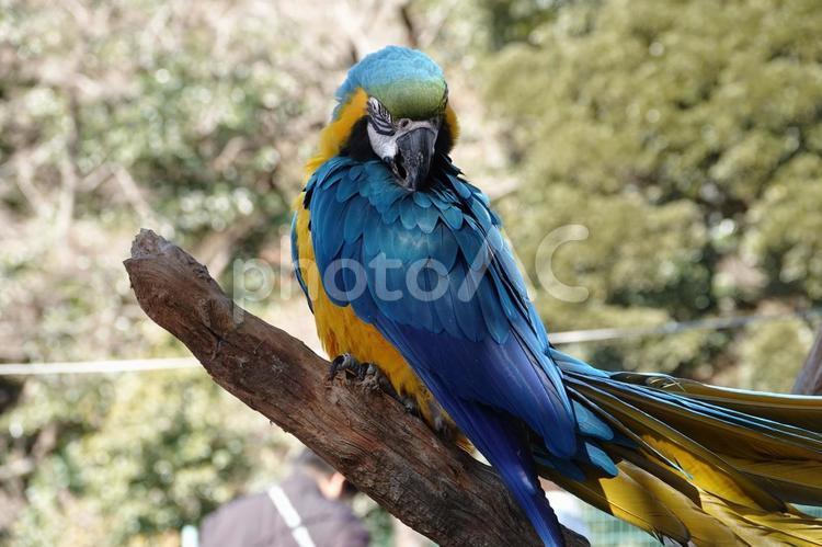 ルリコンゴウインコ ルリコンゴウインコ,インコ,鳥の写真素材