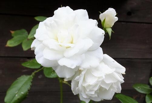 バラ [Rose]-018の写真