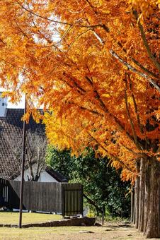 オレンジ色に輝く並木と瓦屋根 紅葉,並木,秋の写真素材
