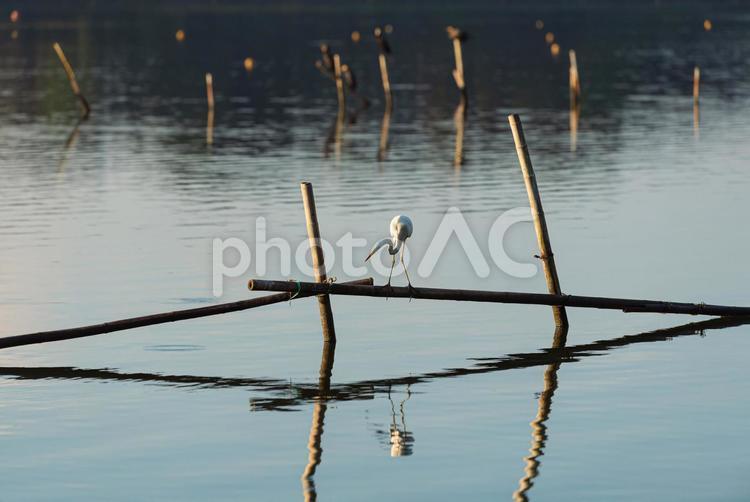 杭の上から水面を覗き込むダイサギ ダイサギ,鷺,野鳥の写真素材