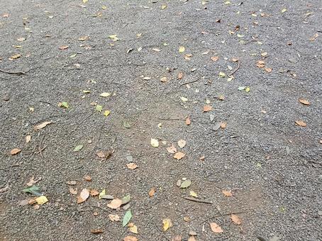 落ち葉の散らばった地面 自然,風景,落ち葉の写真素材