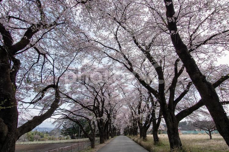 桜並木散策 山梨,北斗市,桜並木の写真素材