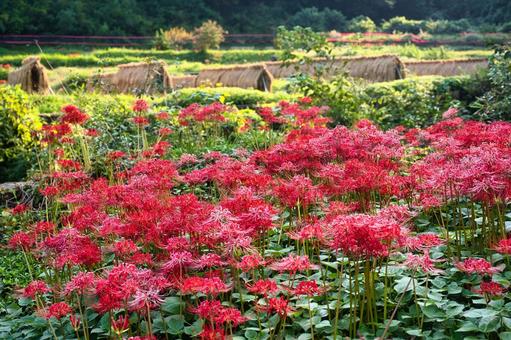 秋の収穫と彼岸花 彼岸花,曼珠沙華,ヒガンバナの写真素材