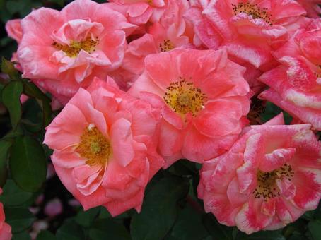 バラ ファッション バラ ファッション バラ,ファッション,薔薇の写真素材