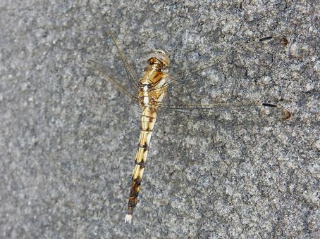 【昆虫写真】シオカラトンボ♀ 【昆虫写真】シオカラトンボ♀の写真