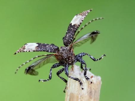 カミキリムシ飛ぶ カミキリムシ,アトジロサビカミキリ,飛翔の写真素材