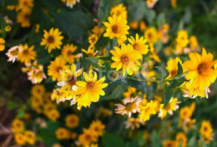 強い日差しを浴びながら可憐に咲く花 可憐,日差し,生命力の写真素材