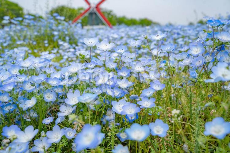 公園のネモフィラ畑 ネモフィラ,春,花の写真素材