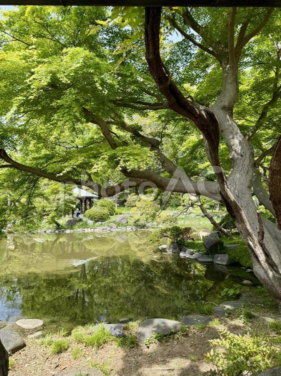 日比谷公園　雲形池 霞ヶ関,日比谷公園,雲形池の写真素材