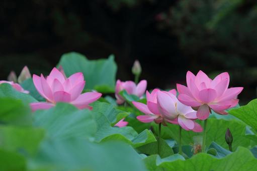 聖花, JPG 聖花, 蓮花, 蓮花植物, 夏季自然, JPG