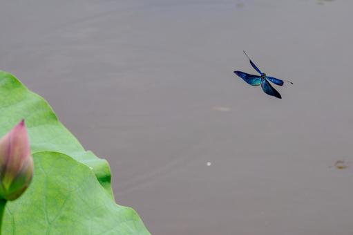 Butterfly dragonfly(22), JPG Butterfly dragonfly(22), JPG