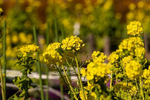 Photo, rape blossoms, full bloom, flower, 