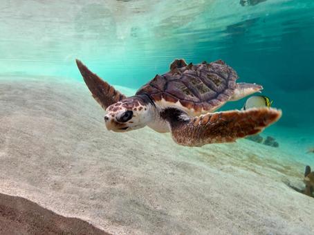照片, 水族馆, 海龟, 游泳, 