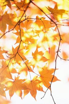 紅葉 紅葉の写真