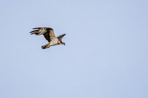 ミサゴ(100)の写真