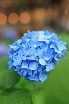 紫陽花4 紫陽花4の写真