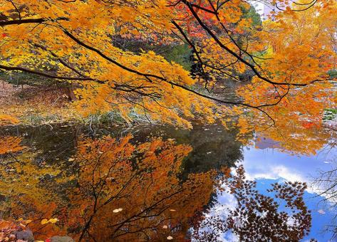 池に映る紅葉  の写真
