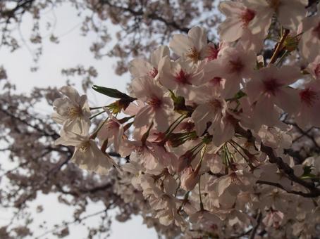 桜 桜の写真