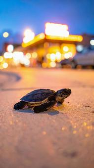 街灯に照らされる子ガメの写真