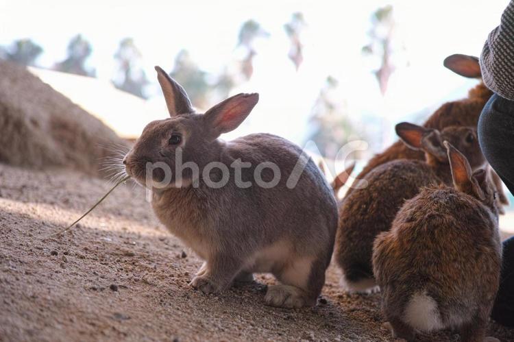 広島県　うさぎ島のウサギ　15　カッコかわいい 動物,かわいいうさぎ,ウサギの写真素材