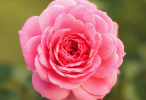 バラ バラ バラ,花,秋の写真素材