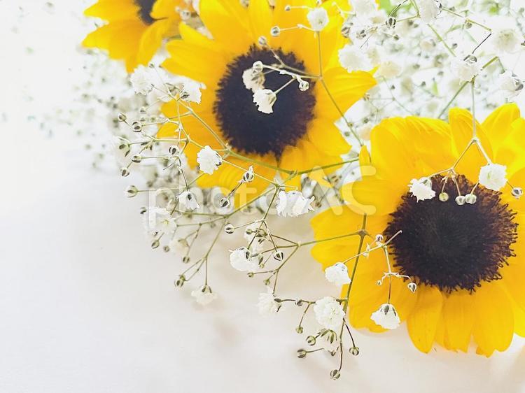 ひまわりとかすみ草 ひまわり,花,夏の写真素材