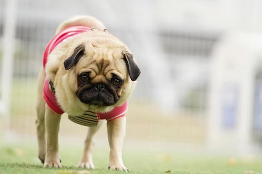 ドッグランのパグ ドッグランのパグ 犬,パグ,可愛い犬の写真素材