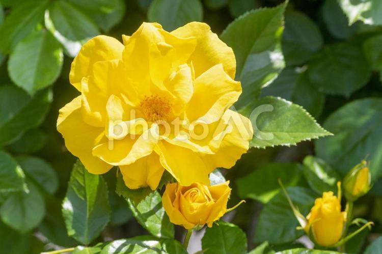色鮮やかな黄色のバラの花　サプライズ サプライズ,バラ,薔薇の写真素材