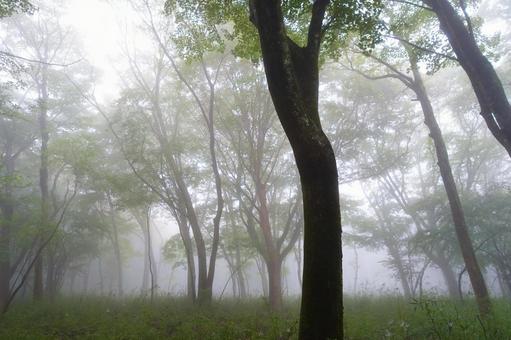 霧に包まれる森 森,霧,森林の写真素材