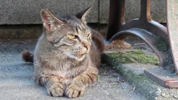 ベンチの下で夕涼みしている優雅な猫様 ベンチの下で夕涼みしている優雅な猫様 猫,キジトラ,夕涼みの写真素材