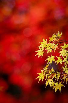 Bright red background and yellow maple leaves, JPG