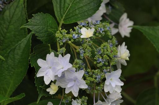 ガクアジサイ ガクアジサイ,紫陽花,装飾花の写真素材