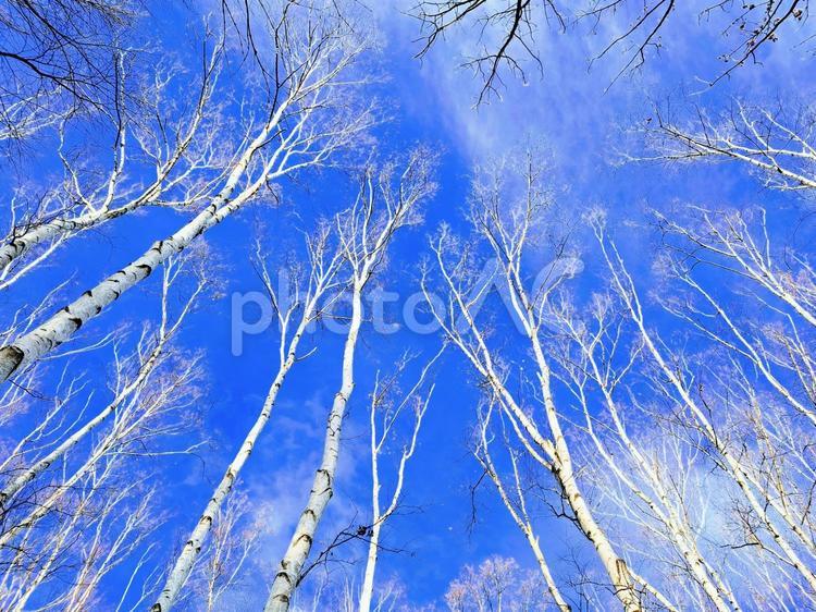白樺と青空 白樺,青空,冬の写真素材