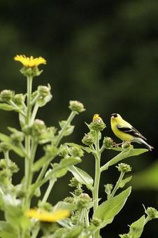 Photo, creatures, animal, birds, 