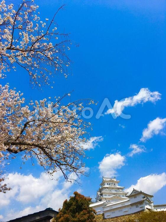 城と桜 夏,空,晴れの写真素材