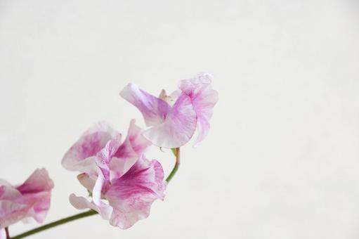 ピンクのスイートピー ピンク,スイートピー,花の写真素材