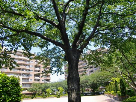 五月の緑風景-16 五月,緑,風景の写真素材