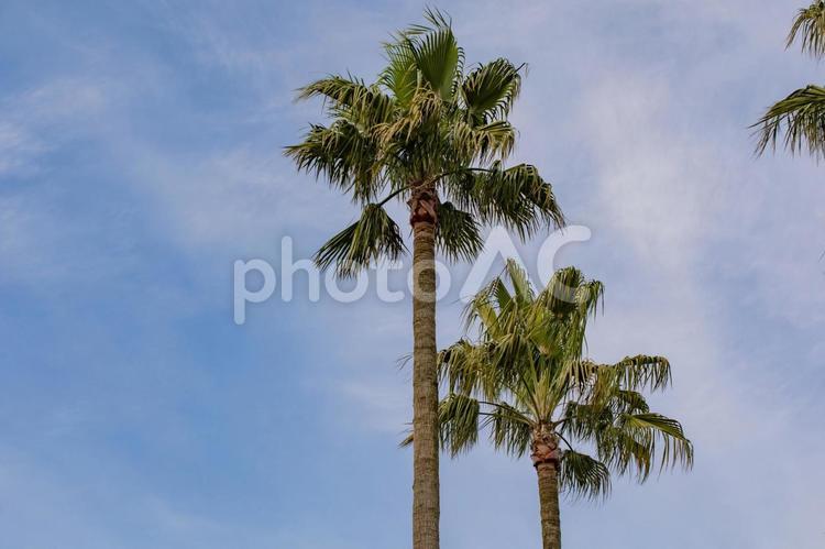 青空とヤシの木 ヤシ,木,真夏の写真素材