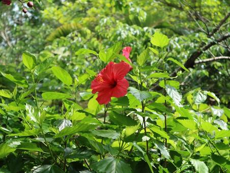 ハイビスカスの写真
