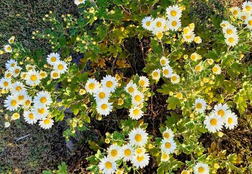 白い小菊 白い小菊 小菊,花,可憐の写真素材