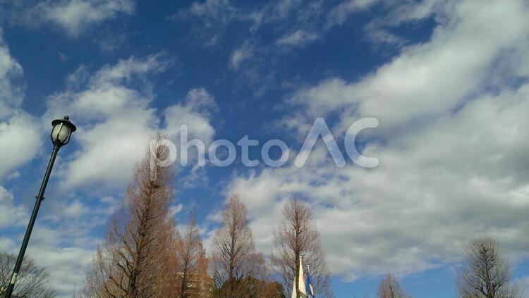 秋の日の公園の木々と青空 秋,晴天,晴れの写真素材