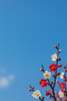 梅の花と青空の写真