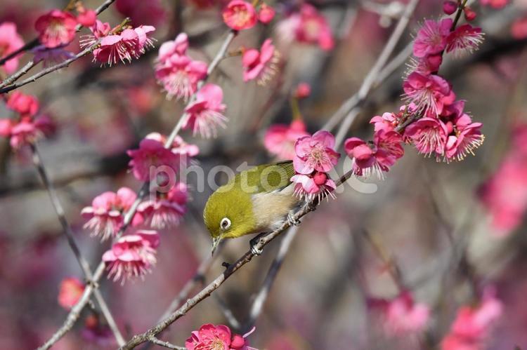 メジロと紅梅 メジロ,鳥,野鳥の写真素材