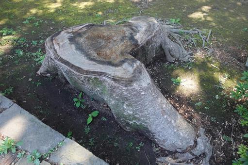 木の年輪 木,年輪,大木の写真素材