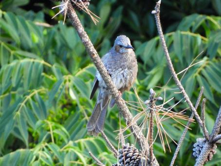 Brown-eared bulbul perched on a pine branch 4, JPG