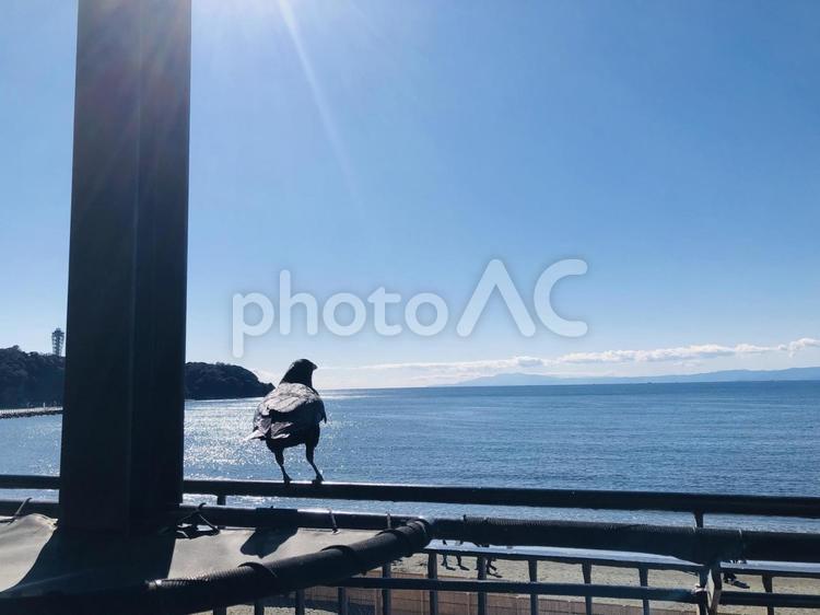 デッキテラスから見た江の島と手すりの烏 江の島,海,背景の写真素材