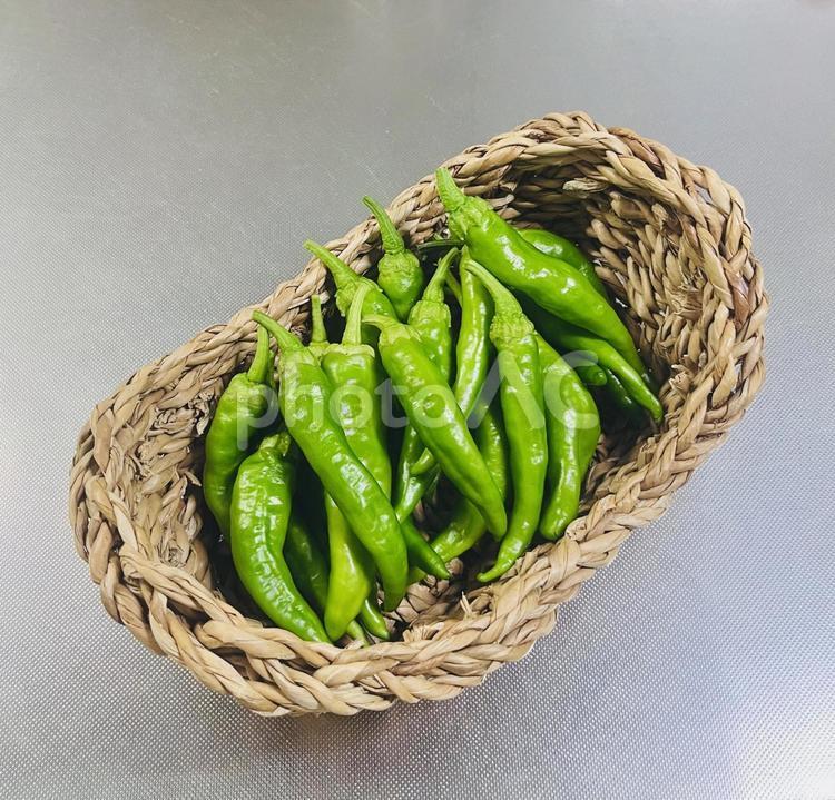 収穫しました！　甘長とうがらし 甘長とうがらし,とうがらし,ししとうがらしの写真素材